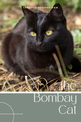 bombay cat