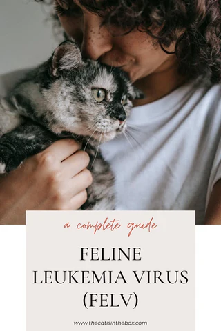 feline leukemia virus pinterest-friendly pin