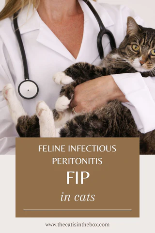 feline infectious peritonitis FIP in cats - Pinterest-friendly pin