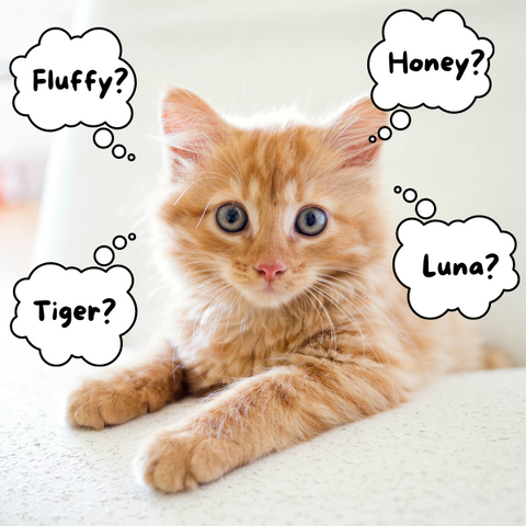 cat with names in thought bubbles