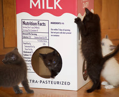 Four foster kittens play in the Mega Milk Carton