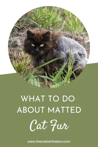 How to deal with matted cat fur