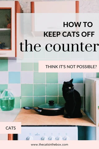 how to keep cats off the counter- Pinterest-friendly pin