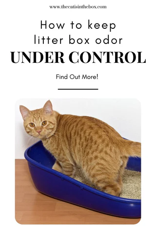 How to keep litter box odor under control - Pinterest-friendly pin