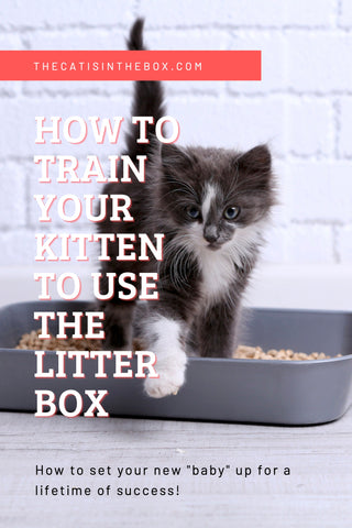 How to Litter Train a Kitten in 4 Easy Steps