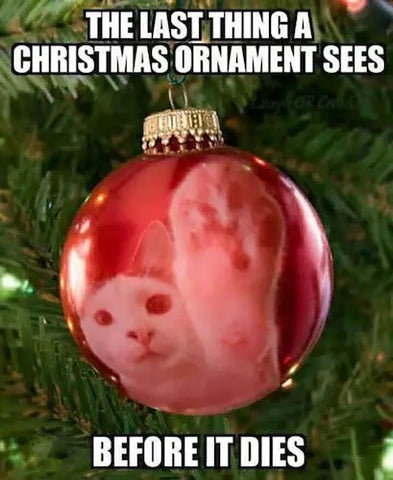 Christmas Cat : r/memes