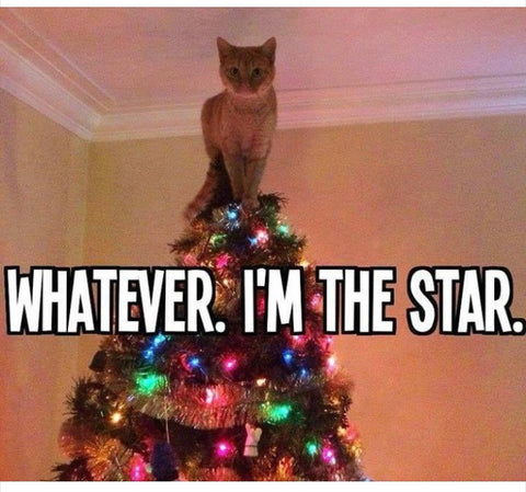 christmas cat meme