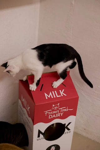 cat with Mega Milk Carton