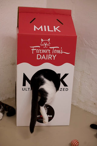 cat in Mega Milk Carton