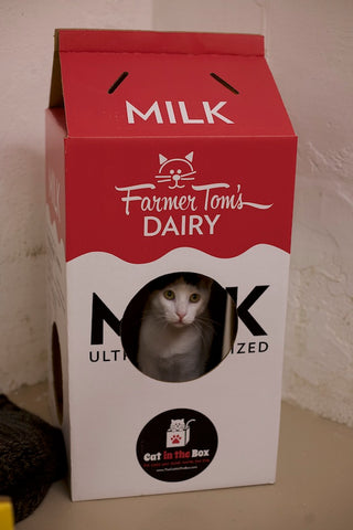 cat in Mega Milk Carton