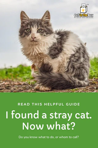 I found a stray cat. Now what? Pinterest-friendly pin