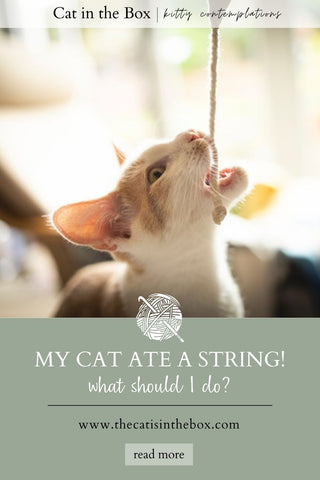 My cat ate a string pinterest-friendly pin
