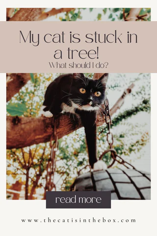 my cat is stuck in a tree - Pinterest-friendly pin