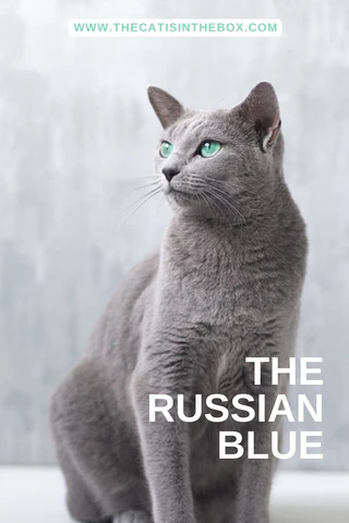 The russian blue - pinterest-friendly pin