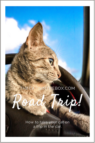 Road Trip! How to take your cat on a trip in the car - Pinterest-friendly pin