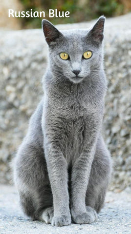 Russian Blue