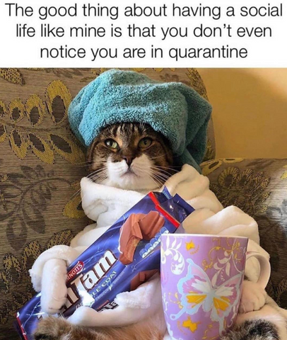 Cats And The Coronavirus Quarantine Memes On The Web Cat In The Box Llc