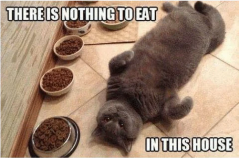 cat meme about food