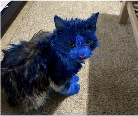 blue cat