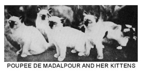 Poupee de Maladpour - birman cat
