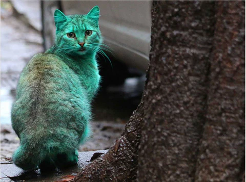 green cat