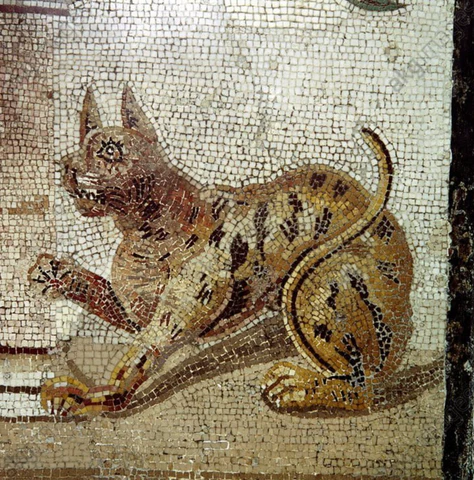 egyptian mau at pompeii