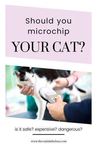 Should you microchip your cat? - Pinterest-friendly pin