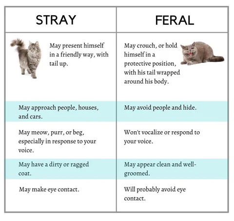 how to tell the difference between a stray cat and a feral cat