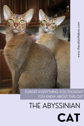 The Abyssinian Cat - pinterest-friendly pin