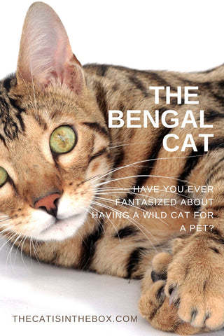 The Bengal Cat - Pinterest-friendly pin