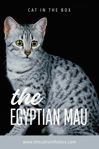 The Egyptian Mau