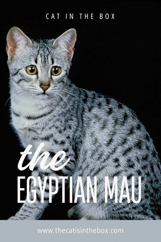 The Egyptian Mau