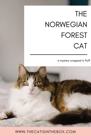 What is the Norwegian Forest Cat - Pinterest-friendly pin