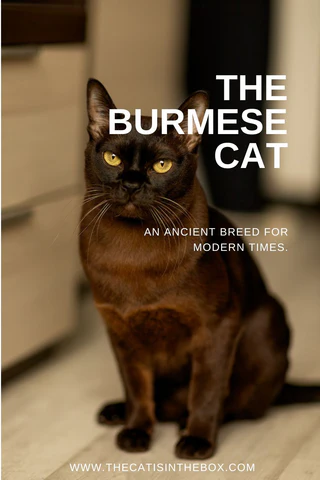 The Burmese Cat - pinterest-friendly pin