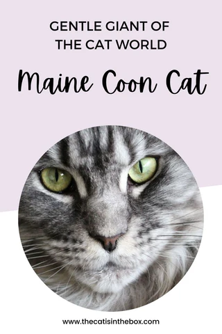 What is the Maine Coon Cat - Pinterest-friendly pin