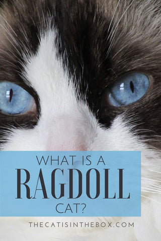 What is a Ragdoll cat - Pinterest-friendly pin