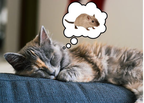 cat dreaming of mouse