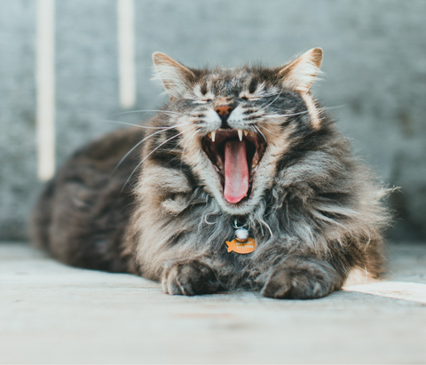 cat with an open mouth