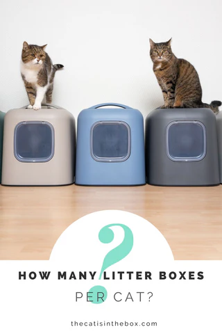 how many litter boxes per cat? - Pinterest-friendly pin