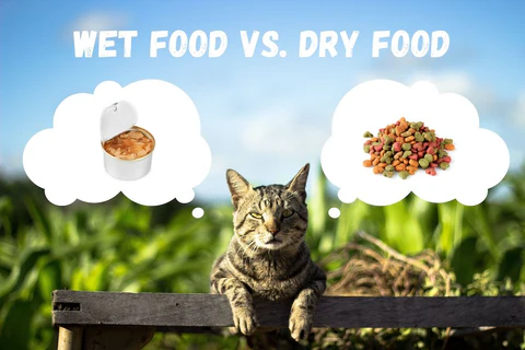 wet food vs dry food