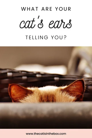 What are your cat's ears telling you? Pinterest friendly pin