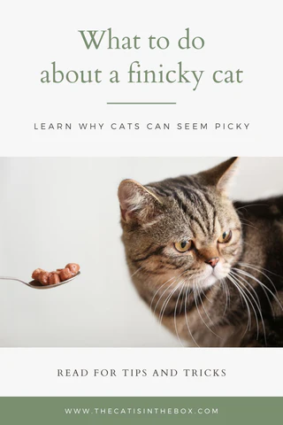 What to do about a finicky cat - Pinterest-friendly pin