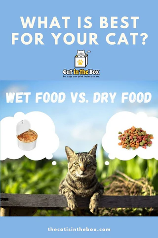 Wet food vs dry food: which is best for your cat? Pinterest-friendly pin