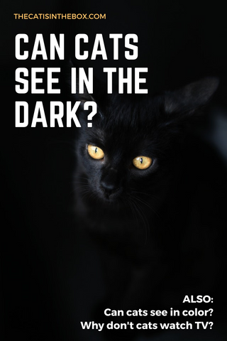Can Cats See In The Dark?