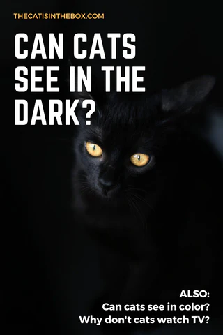 can cats see in the dark? Pinterest-friendly pin