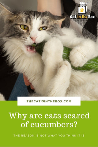 Why These Scaredy Cats Are Absolutely Terrified of Cucumbers - ABC News