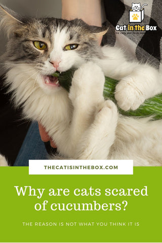 An actual scaredy cat : r/cats