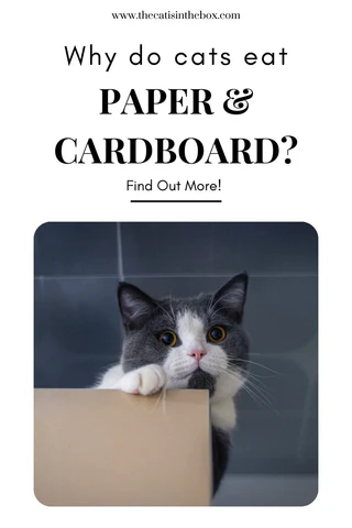 why do cats eat paper and cardboard? Pinterest-friendly pin