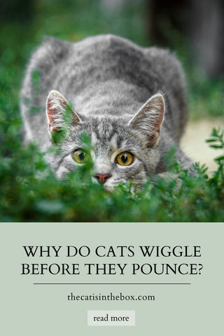 why do cats wiggle before they pounce - Pinterest-friendly pin