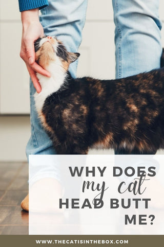 Why does my cat head butt me? Pinterest-friendly pin